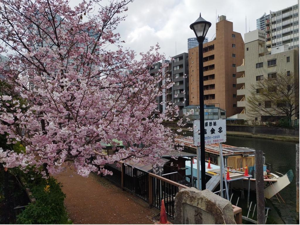  【2026年最新版　中央区の桜情報（その2）】　先週末に桜を見逃した方必見、これから桜が見頃となる場所をご紹介します！（中央区全エリアの「桜の見所」の最新の景色＆情報付）