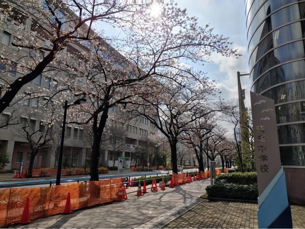  【2026年最新版　中央区の桜情報（その2）】　先週末に桜を見逃した方必見、これから桜が見頃となる場所をご紹介します！（中央区全エリアの「桜の見所」の最新の景色＆情報付）