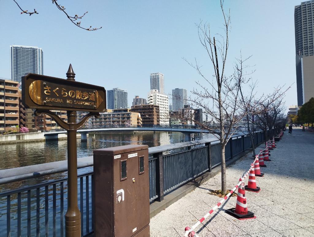  【2026年最新版　中央区の桜情報（その2）】　先週末に桜を見逃した方必見、これから桜が見頃となる場所をご紹介します！（中央区全エリアの「桜の見所」の最新の景色＆情報付）