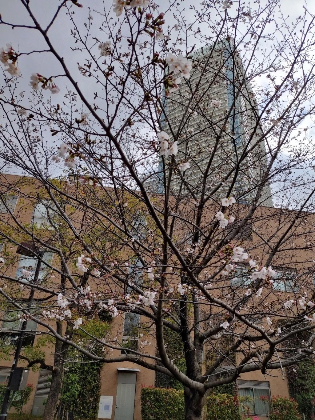  【2026年最新版　中央区の桜情報（その2）】　先週末に桜を見逃した方必見、これから桜が見頃となる場所をご紹介します！（中央区全エリアの「桜の見所」の最新の景色＆情報付）