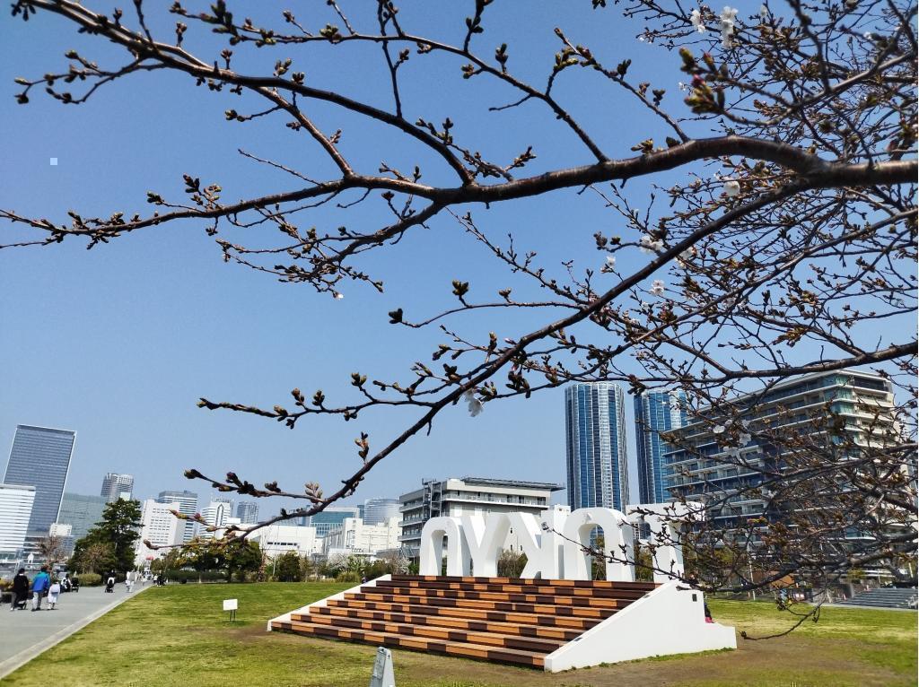  【2026年最新版　中央区の桜情報（その2）】　先週末に桜を見逃した方必見、これから桜が見頃となる場所をご紹介します！（中央区全エリアの「桜の見所」の最新の景色＆情報付）