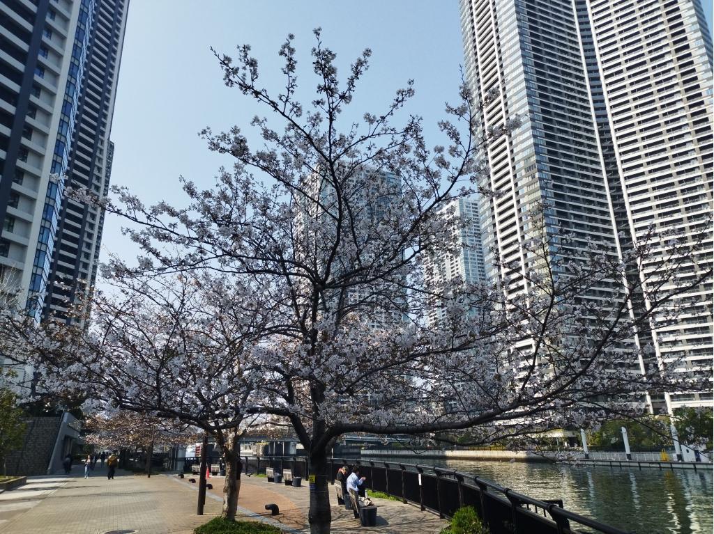  【2026年最新版　中央区の桜情報（その2）】　先週末に桜を見逃した方必見、これから桜が見頃となる場所をご紹介します！（中央区全エリアの「桜の見所」の最新の景色＆情報付）