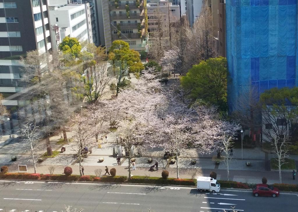  【2026年最新版　中央区の桜情報（その2）】　先週末に桜を見逃した方必見、これから桜が見頃となる場所をご紹介します！（中央区全エリアの「桜の見所」の最新の景色＆情報付）