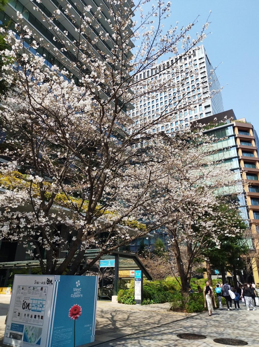  【2026年最新版　中央区の桜情報（その2）】　先週末に桜を見逃した方必見、これから桜が見頃となる場所をご紹介します！（中央区全エリアの「桜の見所」の最新の景色＆情報付）