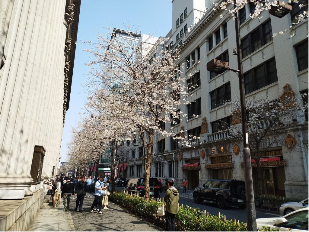  【2026年最新版　中央区の桜情報（その2）】　先週末に桜を見逃した方必見、これから桜が見頃となる場所をご紹介します！（中央区全エリアの「桜の見所」の最新の景色＆情報付）