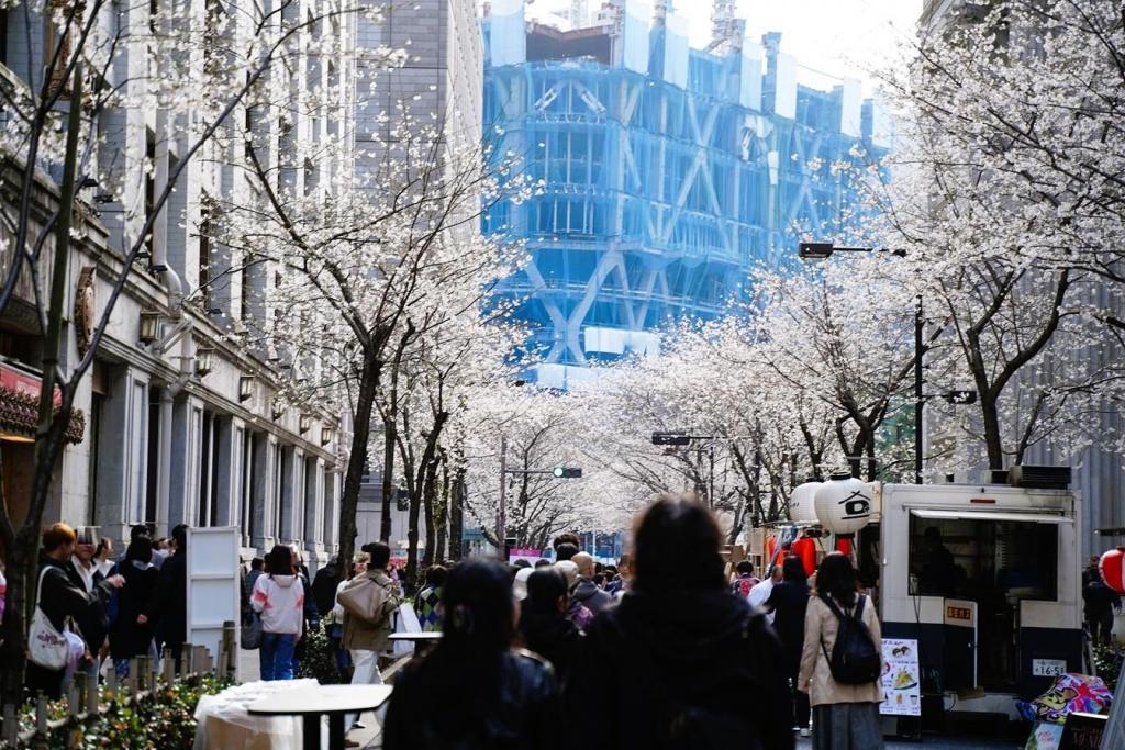江戸さくら通り（日本橋室町） 中央区の桜