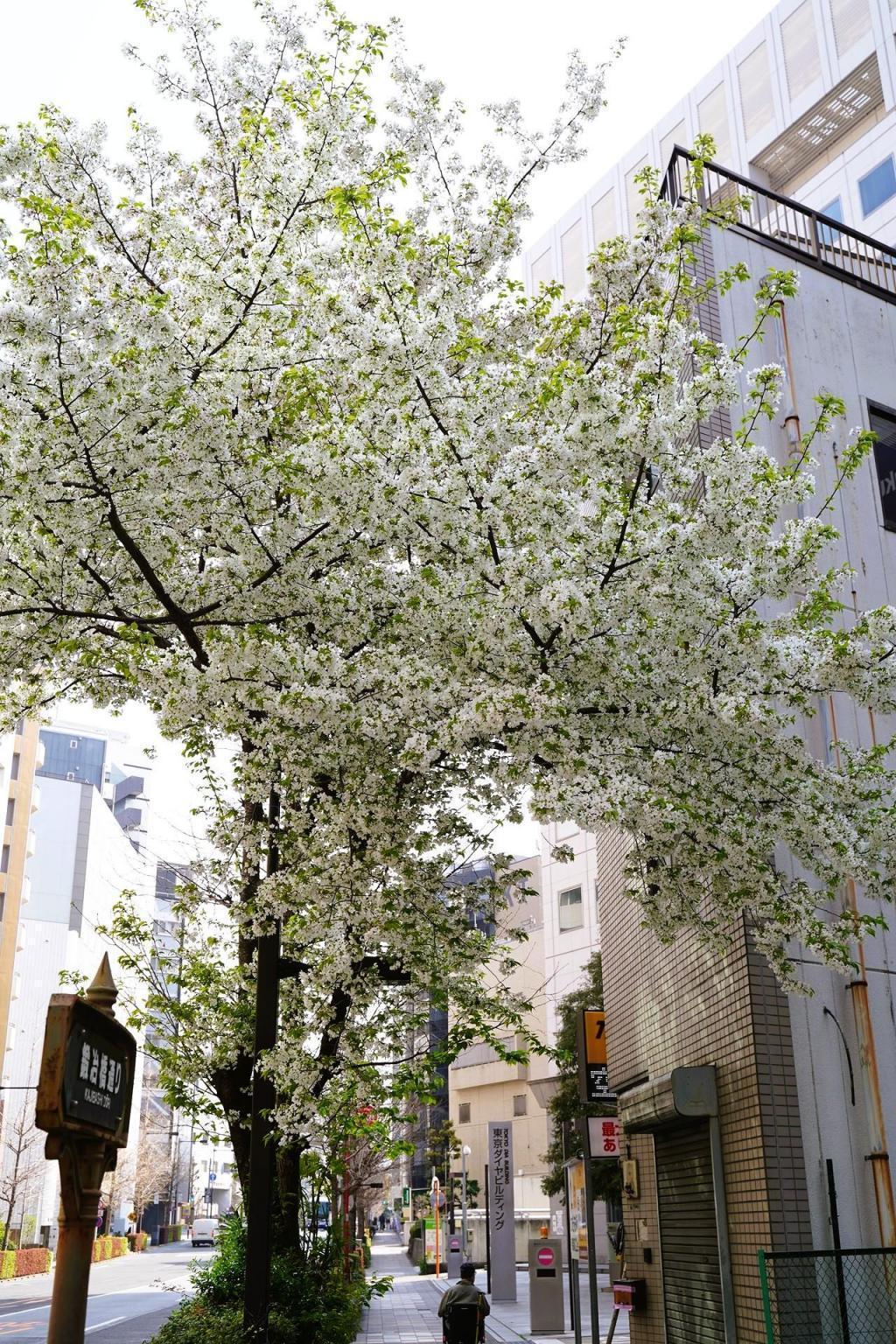 鍛冶橋通り（新川） 中央区の桜