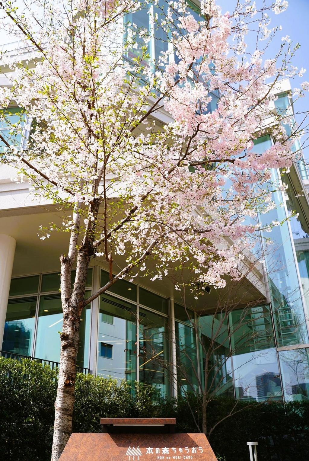 本の森ちゅうおう（新富） 中央区の桜
