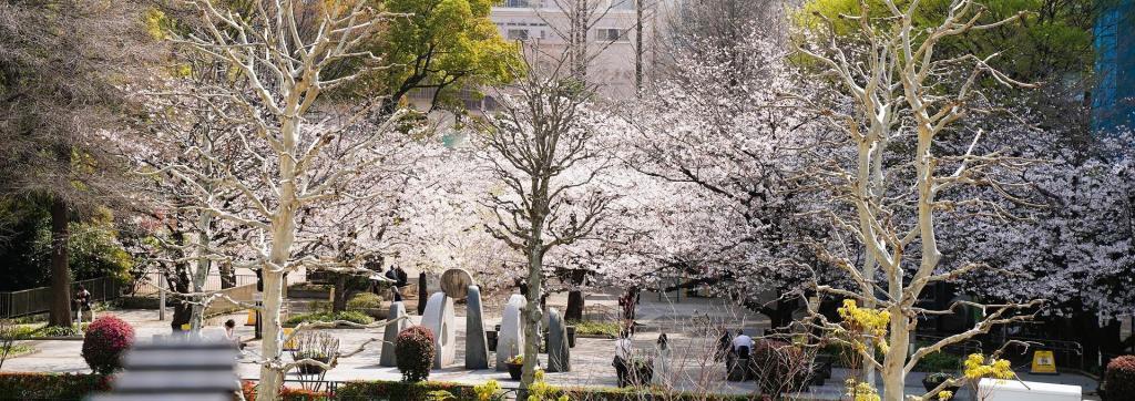 桜川公園（入船） 中央区の桜