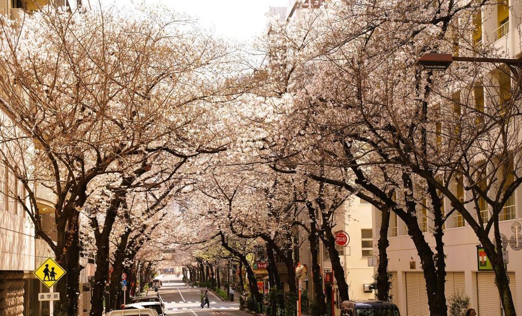 さくら通り（茅場町付近） 中央区の桜