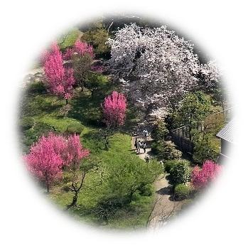  2026 春の陽光を浴び艶やかな彩り「ハナモモ」