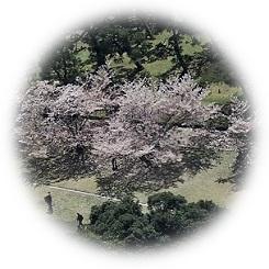  2026 春爛漫 桜色に染まる大名庭園 