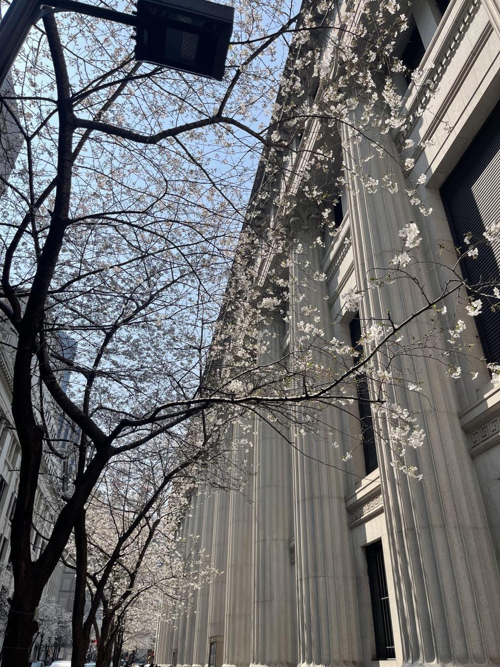  春爛漫　「おもてなし」紀行