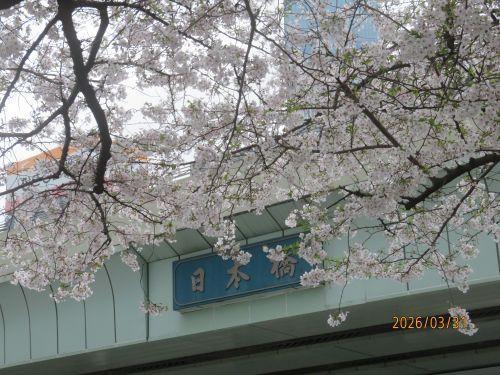  日本橋北詰・南詰の桜---満開
