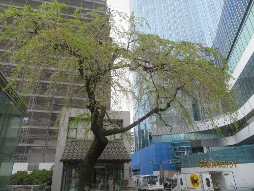  日本橋北詰・南詰の桜---満開