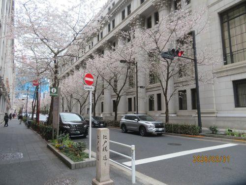  日本橋北詰・南詰の桜---満開