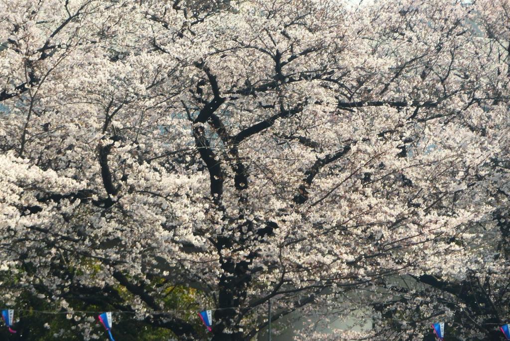  水上バスで行く♪春のうららの 隅田川♪