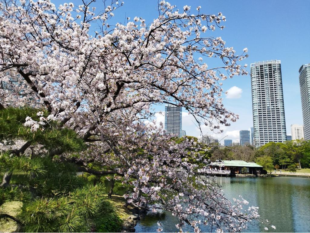 今年も「浜離宮花と緑の集い」開催中！＜中央区民は入園無料＞ 春を満喫できます！
～浜離宮入園無料（中央区民限定）＆今年だけの特別イベント～
