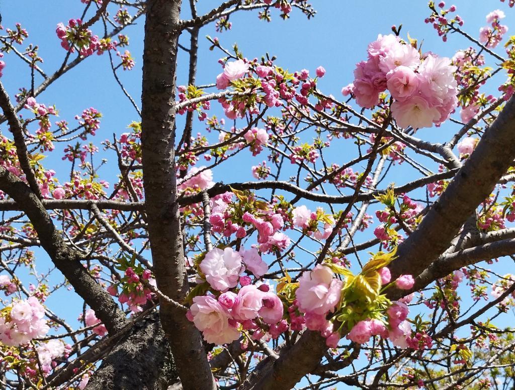  春を満喫できます！
～浜離宮入園無料（中央区民限定）＆今年だけの特別イベント～