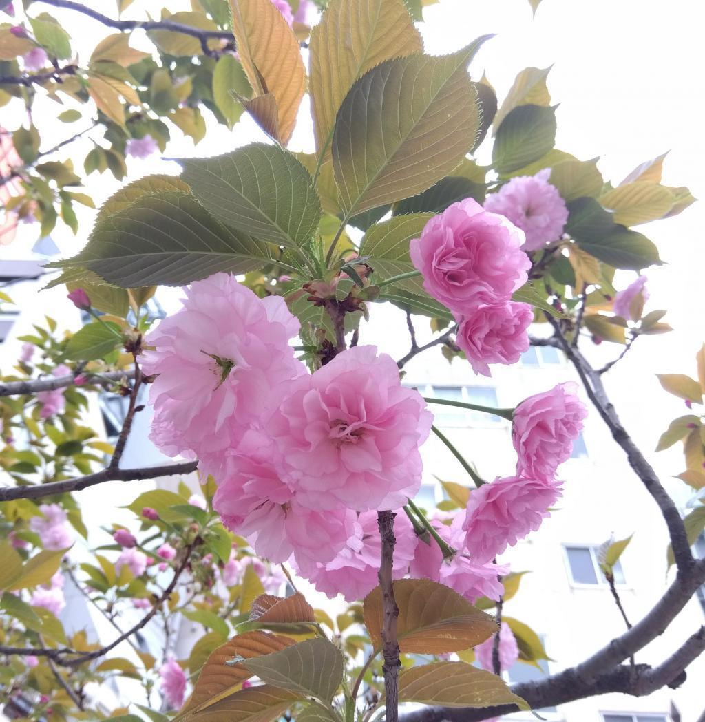 植樹されている種類は、カンザン、すこし白い大島桜も見られます 銀座桜通り　銀座一丁目は華やかなピンクの八重桜