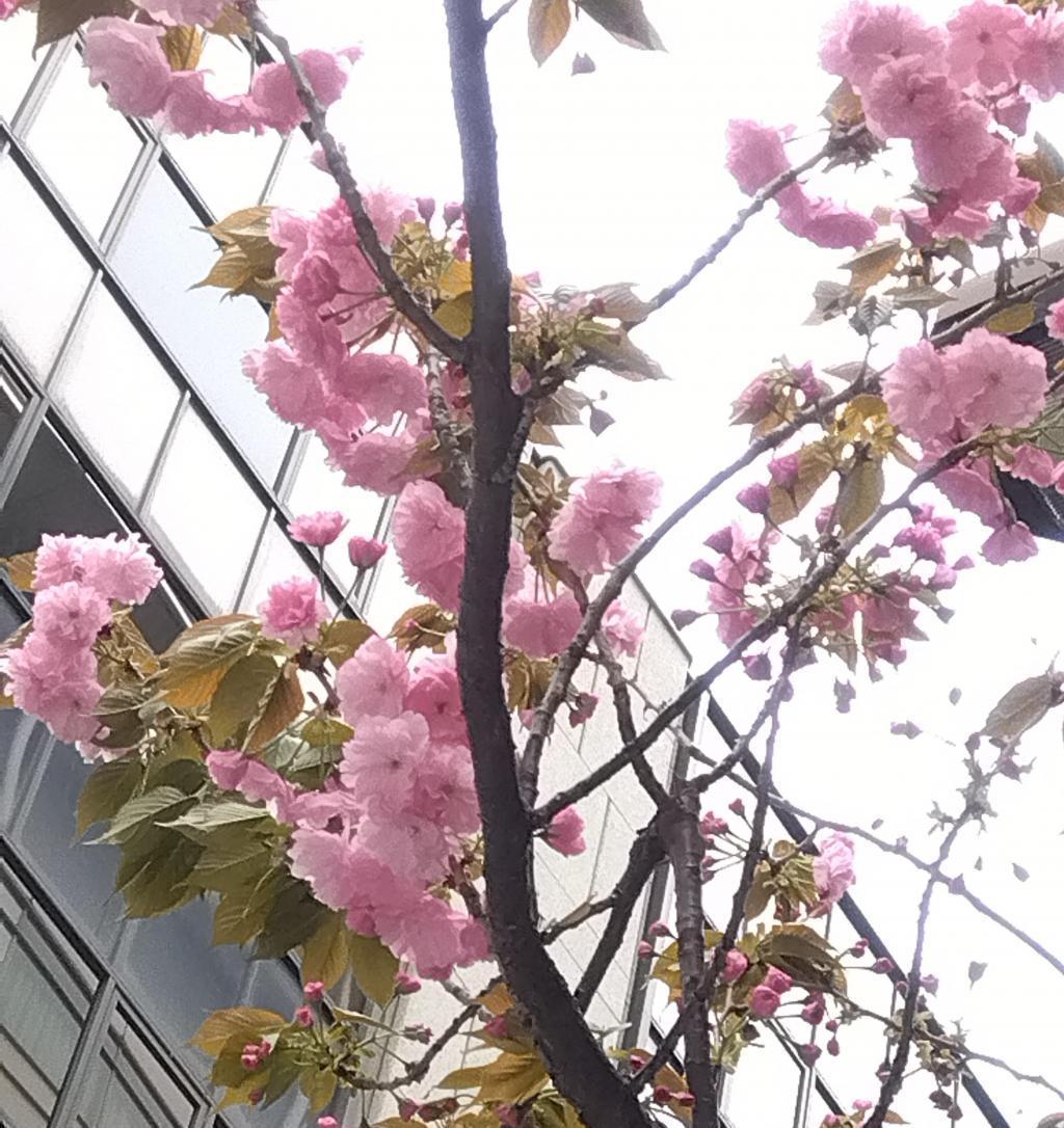 銀座のさくら　幹を太くし、枝を伸ばして成長中 銀座桜通り　銀座一丁目は華やかなピンクの八重桜