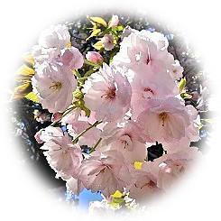  2026 大名庭園に彩りを添える「五色の八重桜」