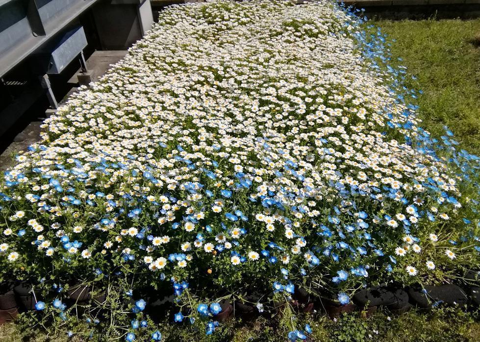  天空の田、稲苗植えを待つ　２０２６春
　　～　白鶴酒造　～