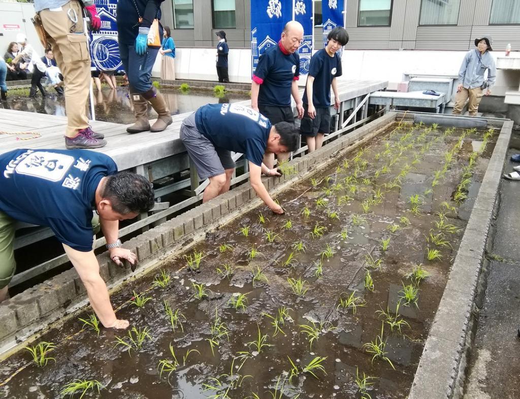  天空の田、稲苗植えを待つ　２０２６春
　　～　白鶴酒造　～