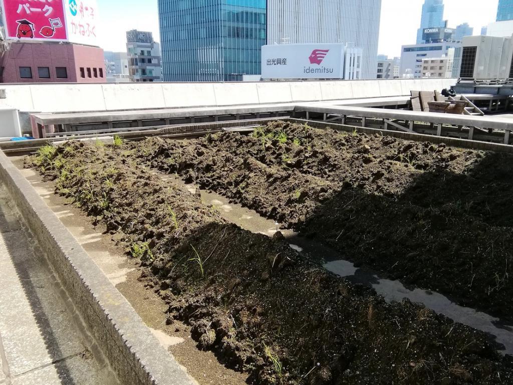  天空の田、稲苗植えを待つ　２０２６春
　　～　白鶴酒造　～