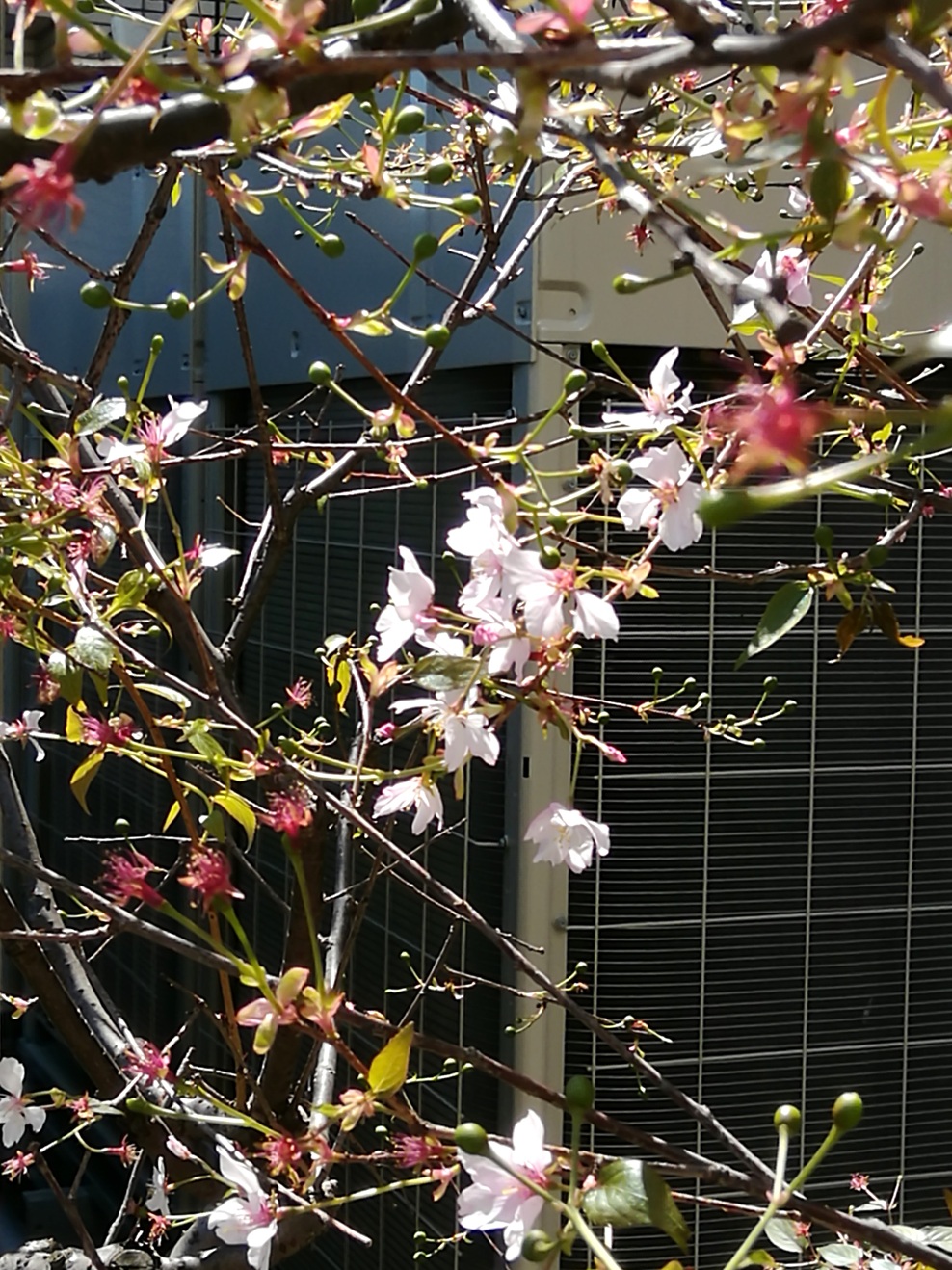おまけ画像
銀座の白鶴酒造・東京支社ビル８階屋上の風景 天空の田、稲苗植えを待つ　２０２６春
　　～　白鶴酒造　～