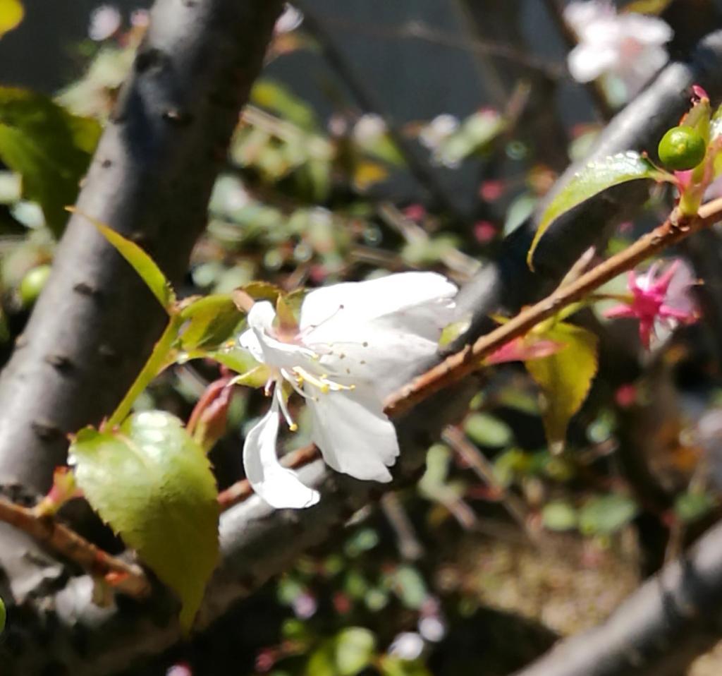  天空の田、稲苗植えを待つ　２０２６春
　　～　白鶴酒造　～