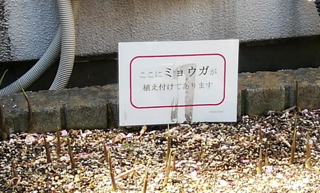  天空の田、稲苗植えを待つ　２０２６春
　　～　白鶴酒造　～
