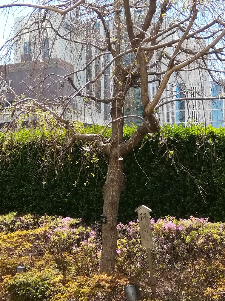 阿國桜（おくにさくら） 歌舞伎座屋上庭園　前編