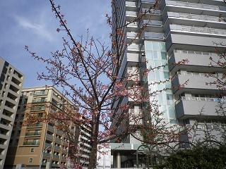  今年も咲きました河津桜