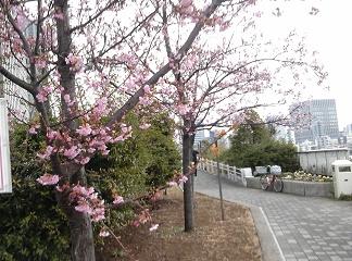  今年も咲きました河津桜