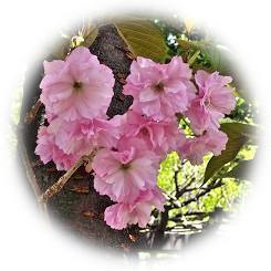  2026 街角を彩る 