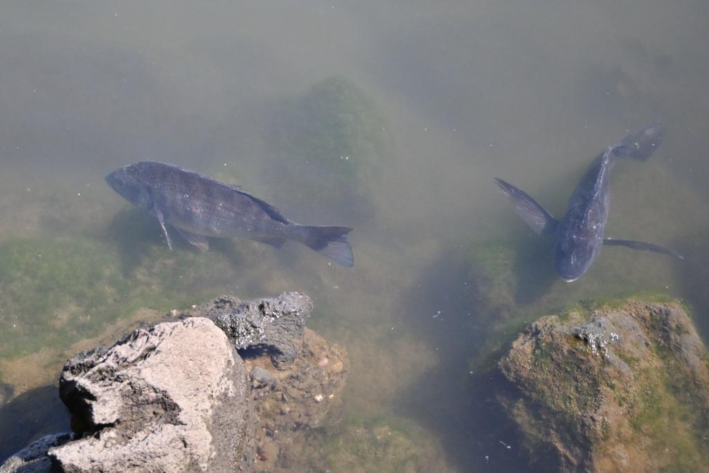  Hama-rikyu Gardens: A Quiet Retreat in the Heart of Tokyo