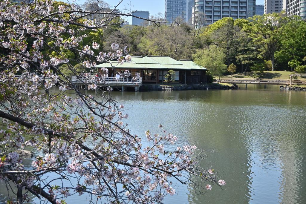 Nakajima-no-ochaya Hama-rikyu Gardens: A Quiet Retreat in the Heart of Tokyo