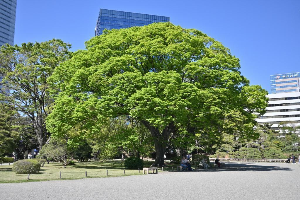 Conclusion Hama-rikyu Gardens: A Quiet Retreat in the Heart of Tokyo