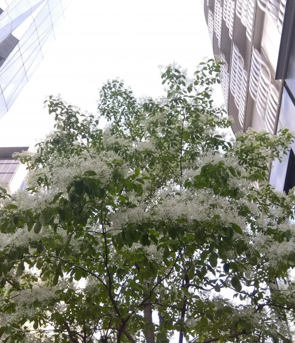 人々に愛される　ひとつばたご　 みゆき通りのヒトツバタゴ開花中
満開は4月18日ごろから