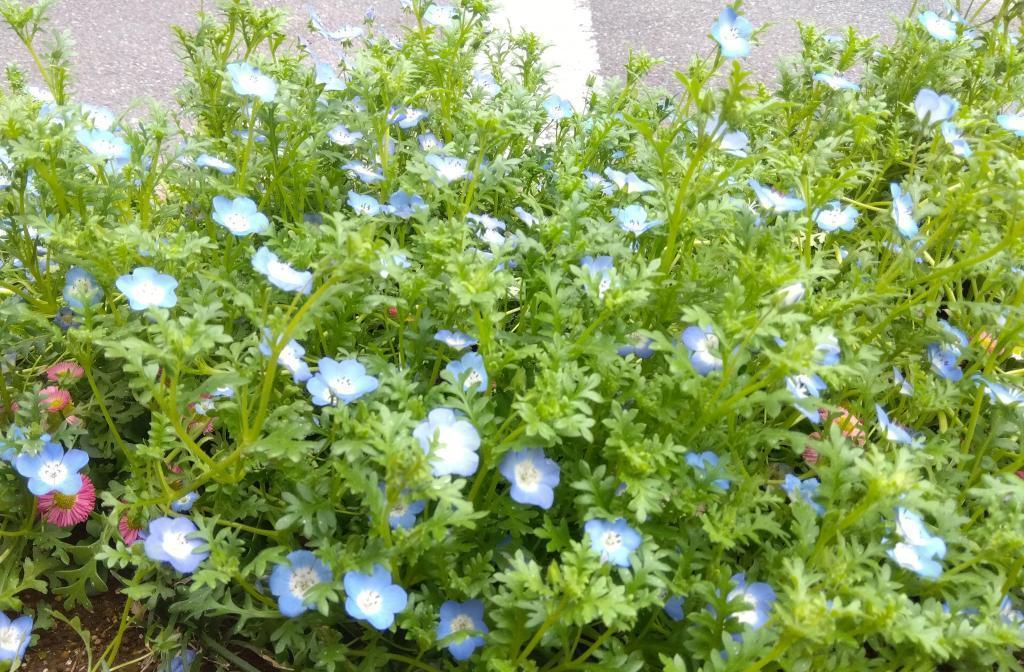 舗道の足元にはネモフィラ みゆき通りのヒトツバタゴ開花中
満開は4月18日ごろから