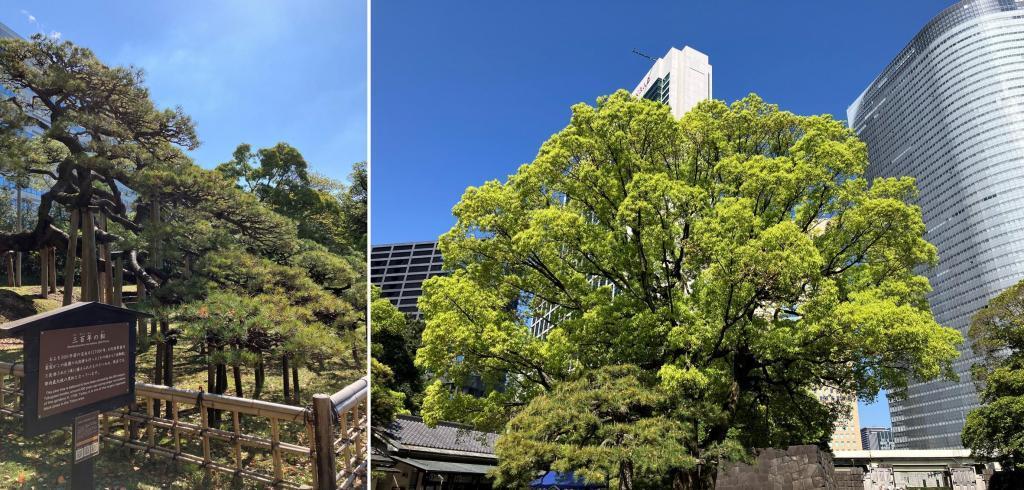  クスノキのお話（続き）