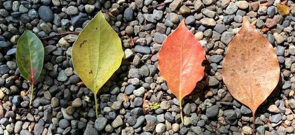  クスノキのお話（続き）