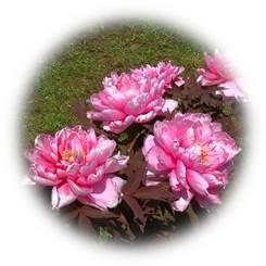  2026 大名庭園を彩る風格ある艶やかな大輪「牡丹」