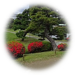  2026 新緑の大名庭園に色鮮やかな彩りを添える「躑躅」