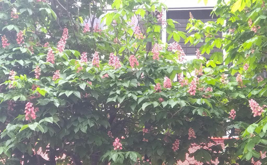 地上から見たマロニエ マロニエ通り   KK線から見えたもの