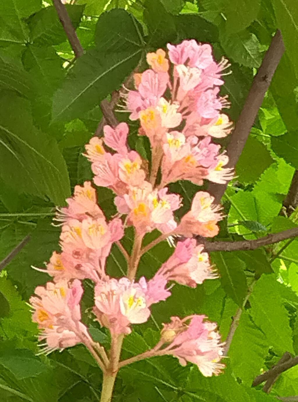 お花の形は円錐花序形　銀座のマロニエはピンク マロニエ通り   KK線から見えたもの