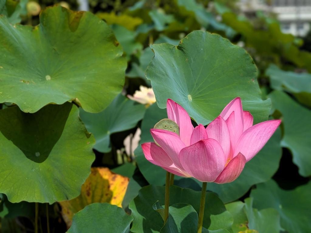  蓮の花と築地本願寺