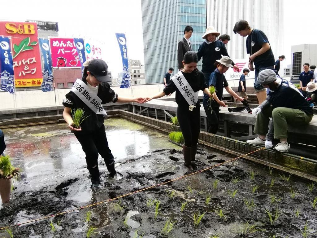  『白鶴銀座天空農園 』　２０２６年の今年が最後の田植えです
　　～　白鶴酒造　～