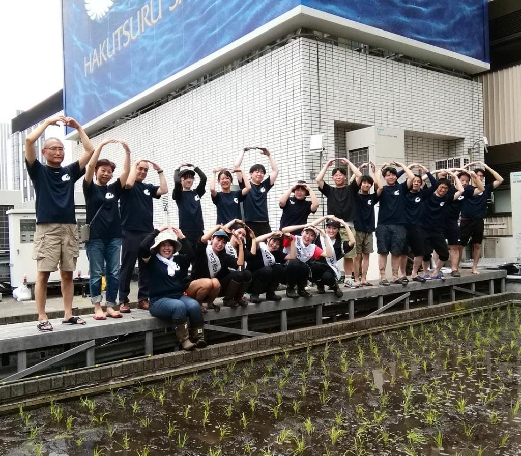  『白鶴銀座天空農園 』　２０２６年の今年が最後の田植えです
　　～　白鶴酒造　～